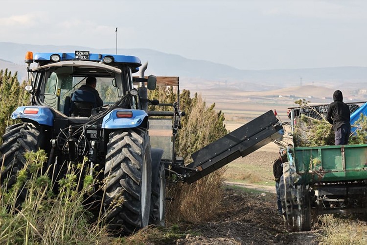 Amasya'da yerli ve milli vezir kenevir türünün hasadı başladı