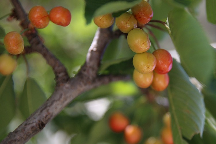 Malatya'da tescilli dalbastı kirazında bu sezon 800 ton rekolte bekleniyor