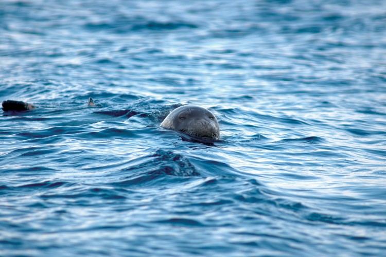 Akdeniz Foku ve Toy Korunmalı!