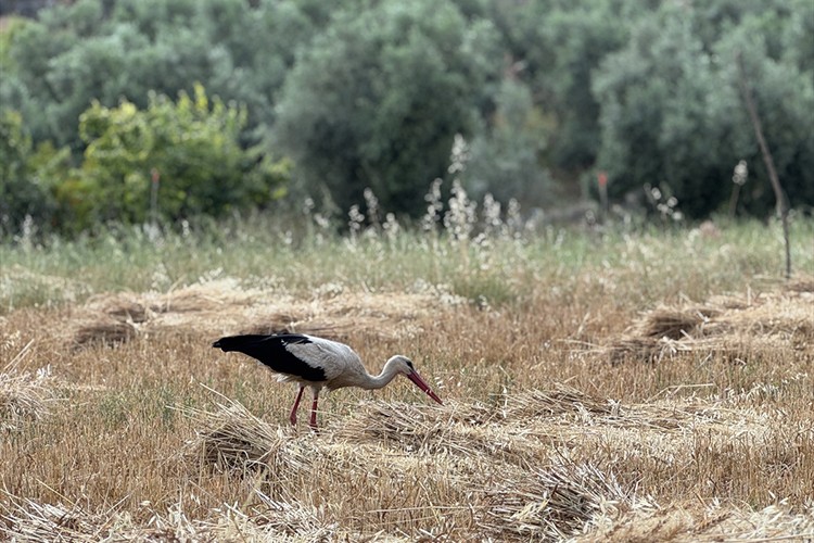 Hasat döneminde gelen leylek çekirge ve böcek avlıyor