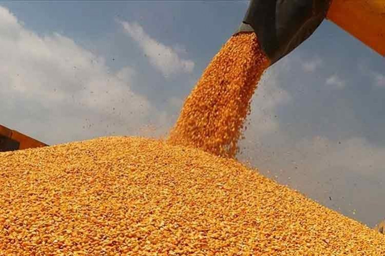 TMO mısır fiyatını açıkladı