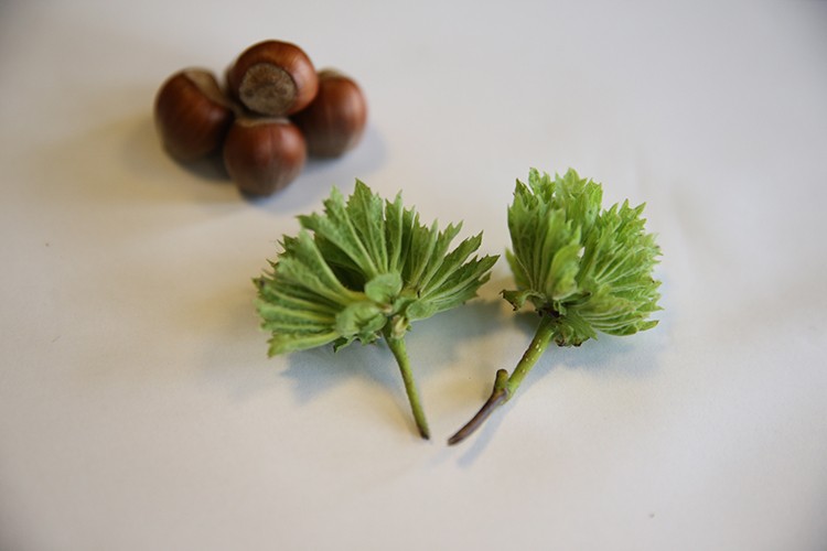 Yeni fındık çeşidi "Çetiner" tescillendi