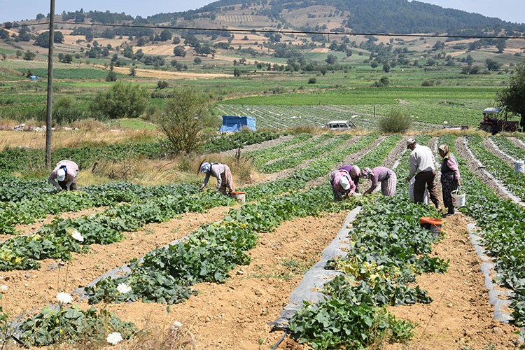 Sındırgı kornişonunda hasat başladı