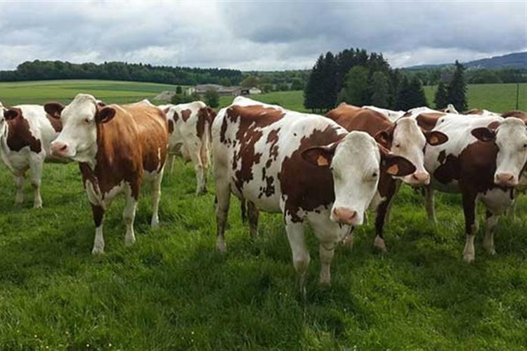 41 ilden 81 ile çıkıyor