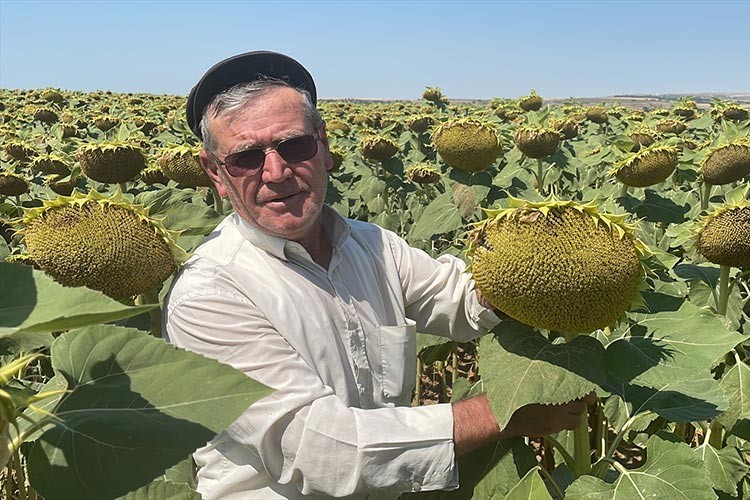 "Çayır tırtılına" karşı ayçiçek tarlaları sürekli kontrol ediliyor