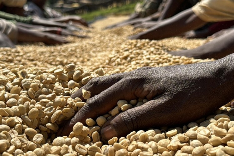 Etiyopya bu yıl 2 milyar kahve fidanı dikecek