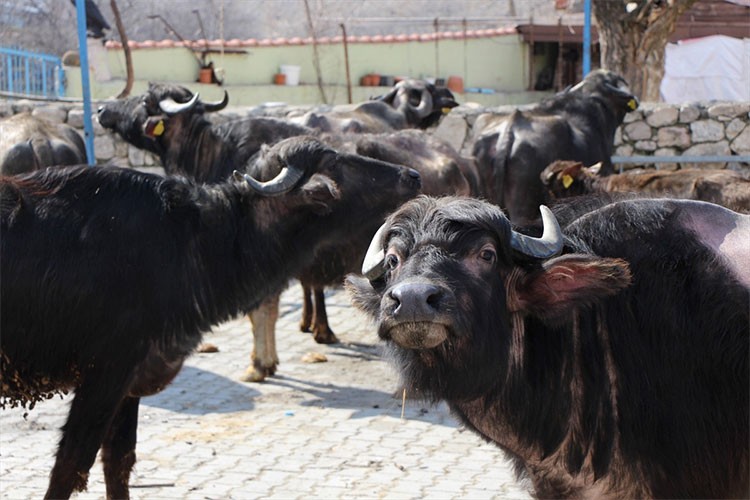 Yüzde 50 hibeli 100 damızlık erkek manda dağıtılacak