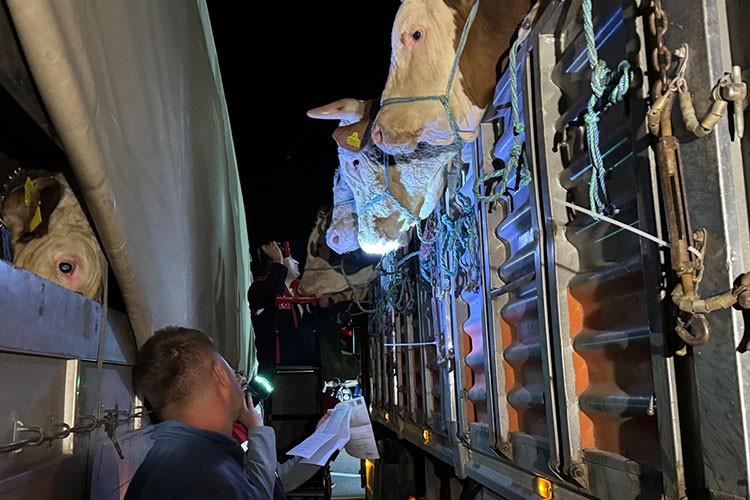 İstanbul'a kurbanlık hayvan girişleri başladı