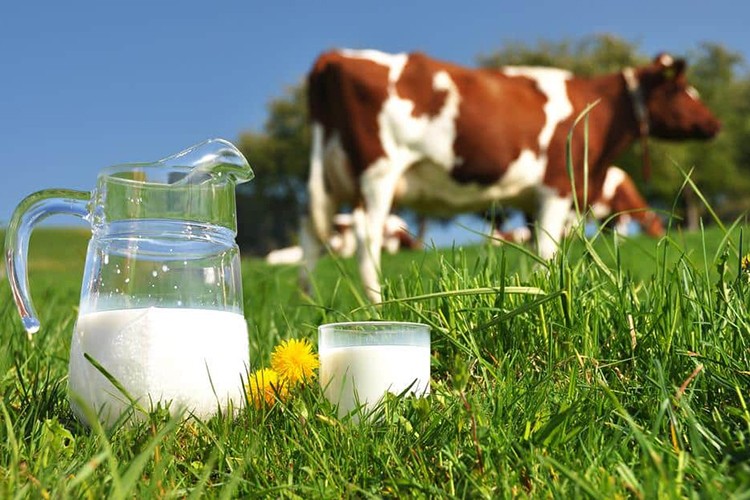 Toplanan inek sütü miktarı yüzde 4 azaldı