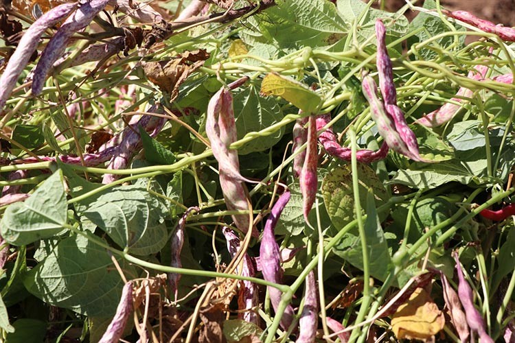 Kuru fasulye ve barbunyada 65 bin ton rekolte bekleniyor
