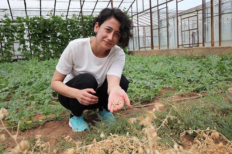 Kuraklığa dayanıklı nohut türü geliştirildi