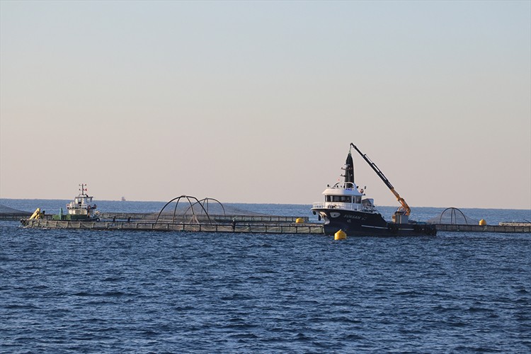 Adana'da denizde kafes balıkçılığında ilk hasat ihracat için yapıldı