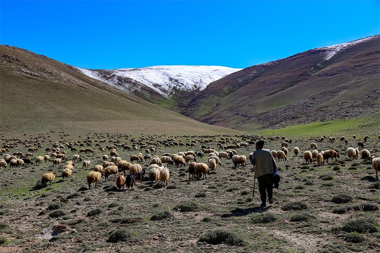 Beyaz örtünün kalktığı meralar, yeniden koyun ve kuzuları ağırlıyor