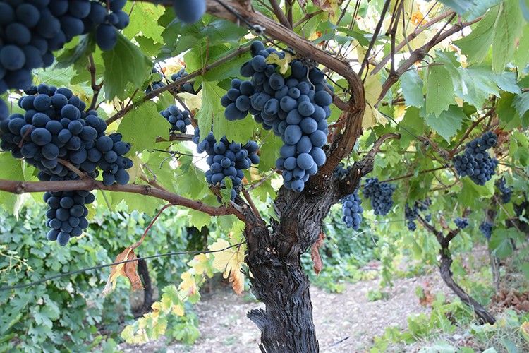 Üzümde hasat zamanı