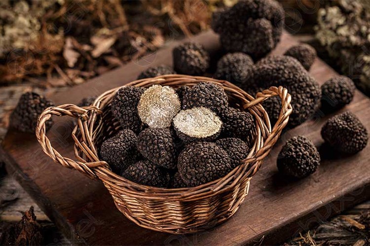 Trüf mantarından ekonomiye 650 milyon lira katkı