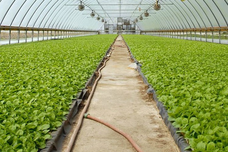 Kayseri sera OSB'den 1500 kişilik istihdam