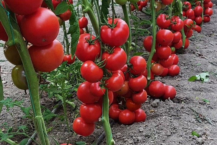İtalyan lezzetine Türk domatesi