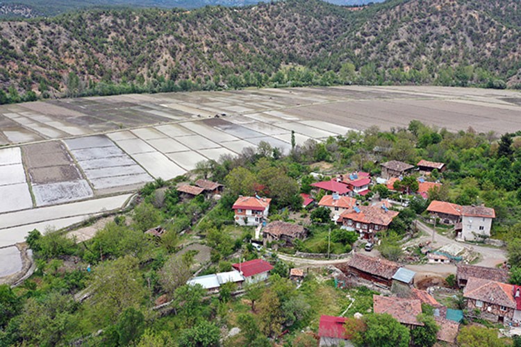 Tosya'da çeltik ekimi başladı