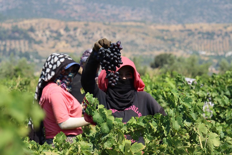 Hatay'da üzüm üreticisinin hasat mesaisi başladı