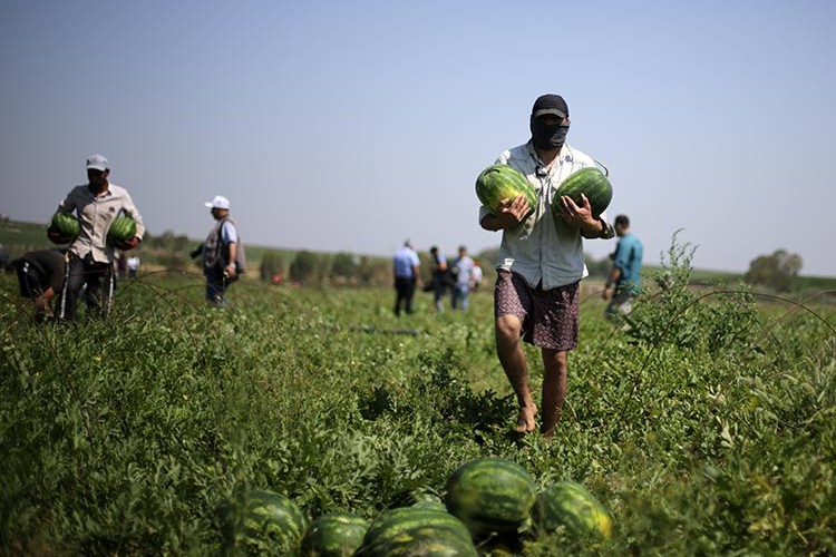 Adana karpuzunda hasat
