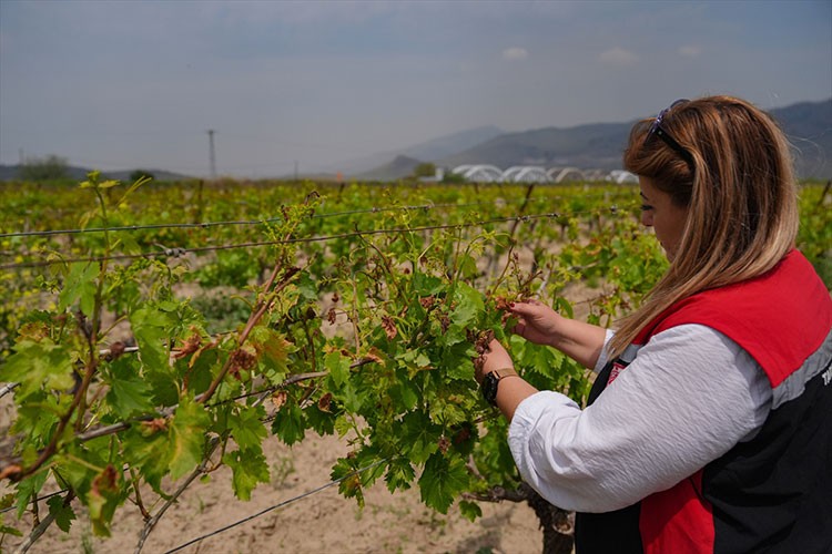 Tarım alanlarında hasar tespit çalışmaları sürüyor
