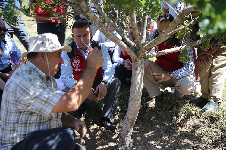 Sakız ağaçlarında ilk hasat için çizim yapıldı