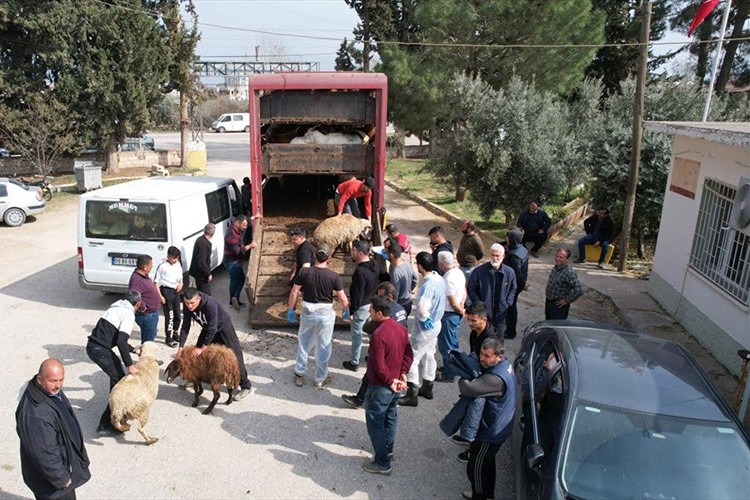 Depremzedelere hayvan ile arı dağıtımları tamamlandı