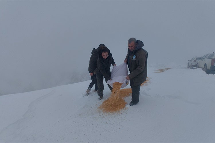 Muğla'da yaban hayvanları için doğaya yem bırakıldı