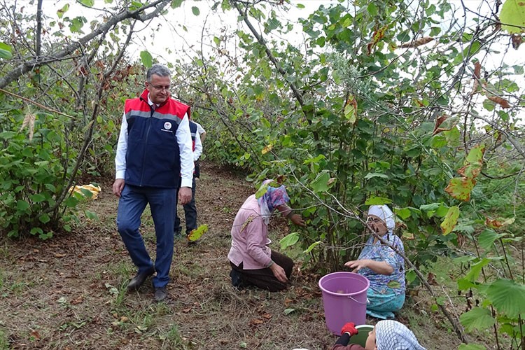 Samsun'da 91 bin 500 ton fındık rekoltesi bekleniyor