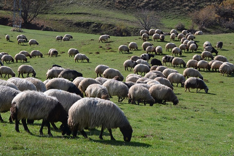 Hayvancılık desteklemelerinde düzenlemeye gidildi