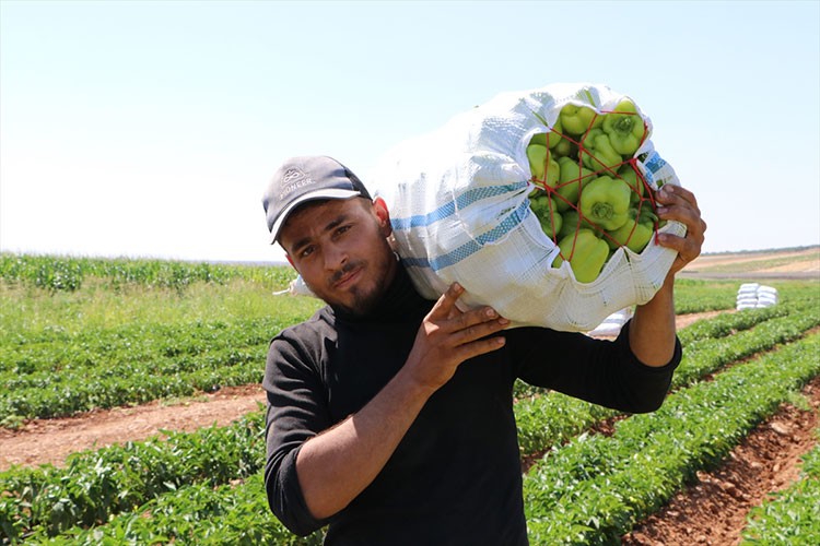 Kilis'te biber hasadı başladı