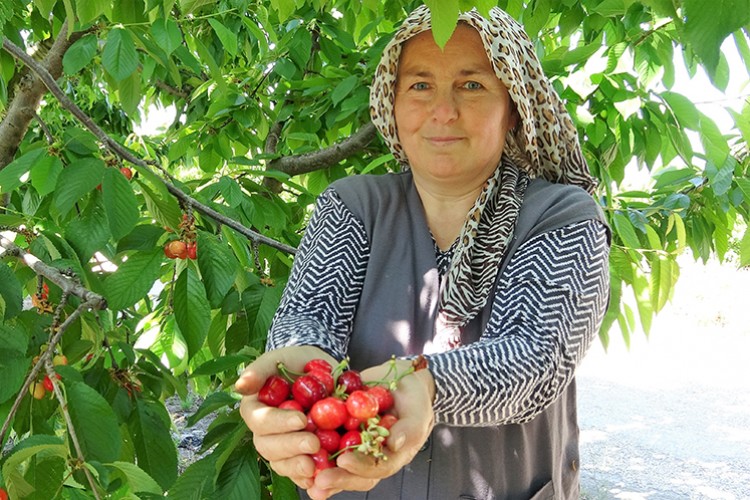 Tokat'ta turfanda kiraz hasadı başladı