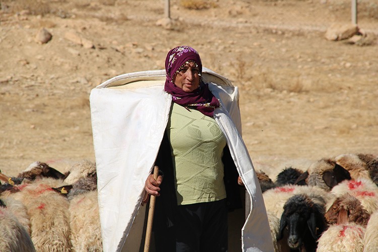 Kadın yetiştirici koyun sayısını 30'dan 300'e çıkardı