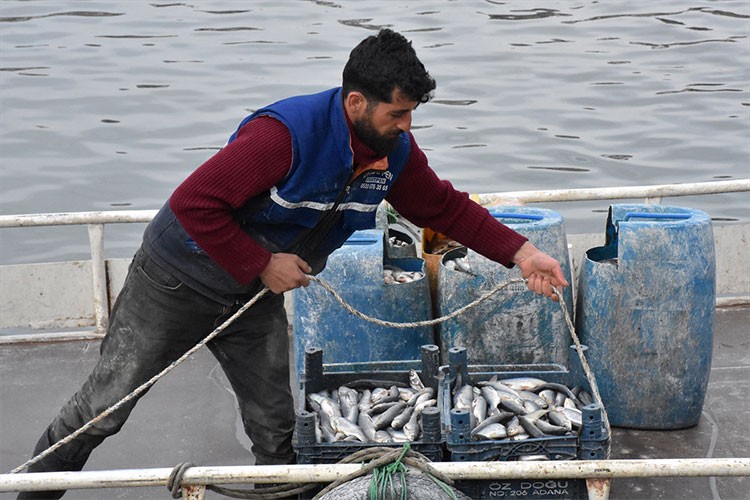 "Van Gölü'nün incileri" göçe hazırlanıyor