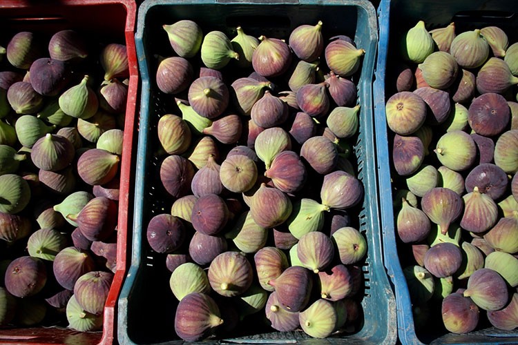 "Bursa siyahı" incirin ihracat yolculuğu erken başladı