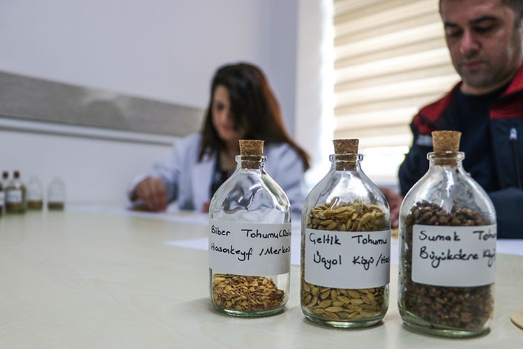 Batman'da köy köy gezerek 40 çeşit ata tohumuna ulaştılar