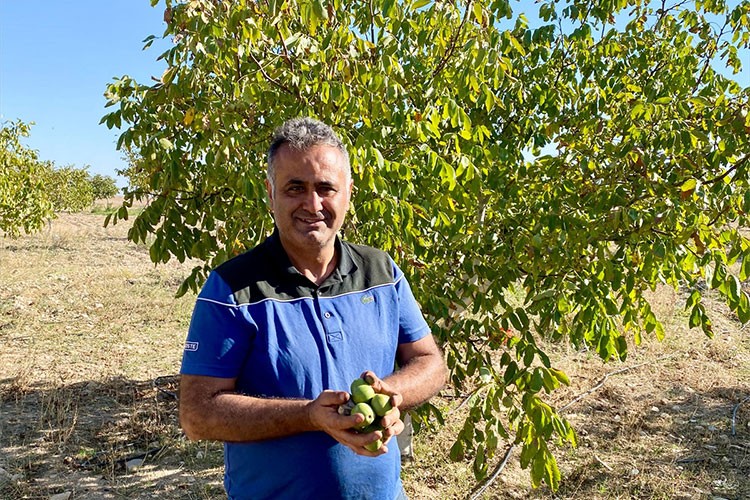 Taksi şoförü ve oğlu tescilli Kaman cevizi üretiyor
