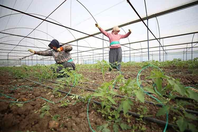 Depremzede çiftçiler tarımsal üretime yoğunlaştı