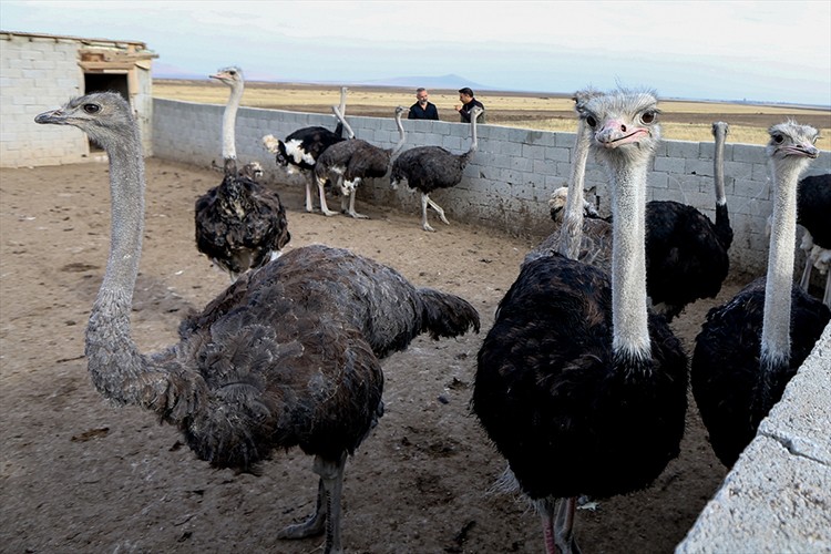 Çiftlik hayalini gerçeğe dönüştürdü