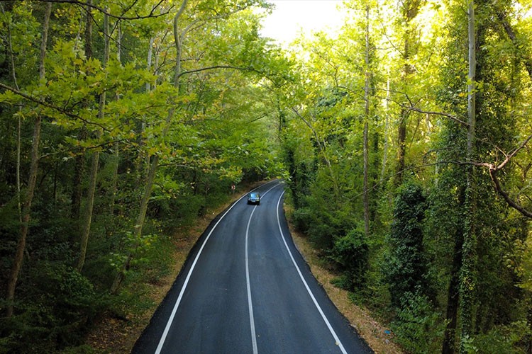 Ağaç tüneli, konuklarına yeşilin içinde yolculuk keyfi yaşatıyor