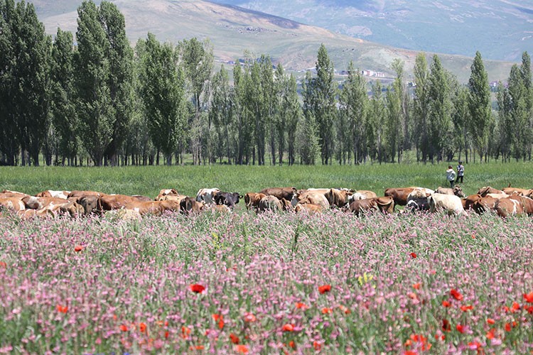 Bayburt'ta 400 dekar atıl arazi ekonomiye kazandırıldı