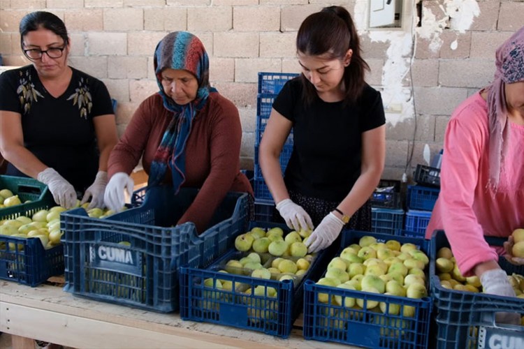 Mersin'de incir hasadı devam ediyor