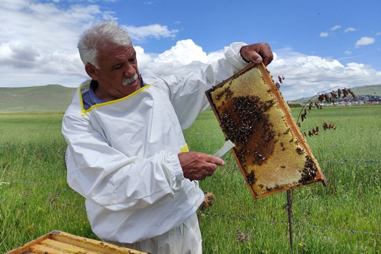 Ardahan çiçek balında süzüm mesaisi başladı