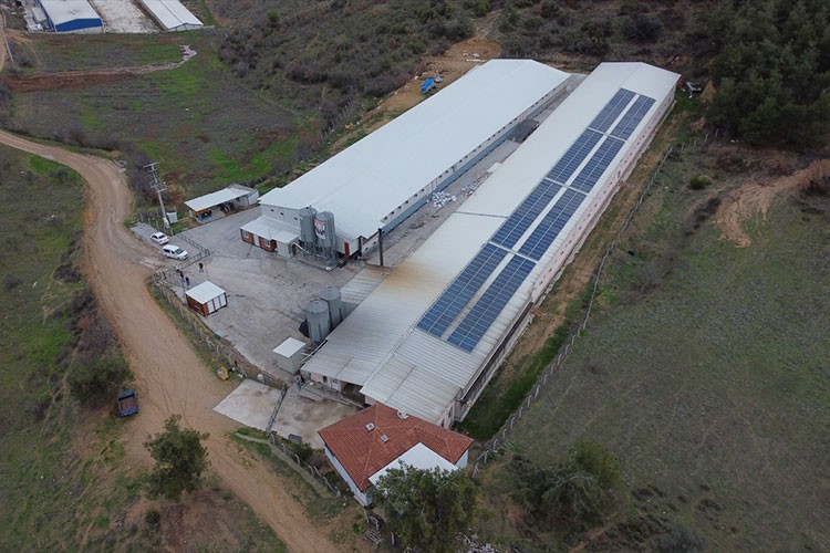 Bilecikli girişimci, tavuk yetiştiriciliği yaptığı alanı büyüttü