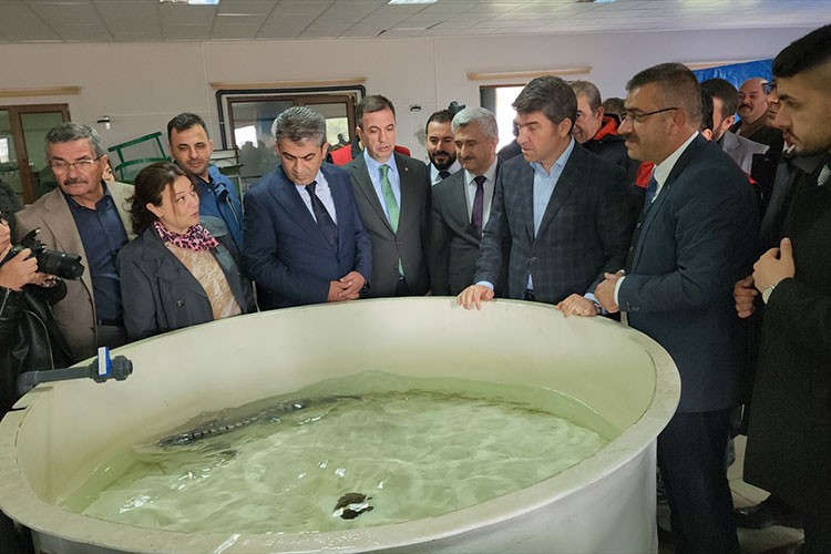 Sezonun ilk mersin balığı sağımı ve havyar üretimi yapıldı