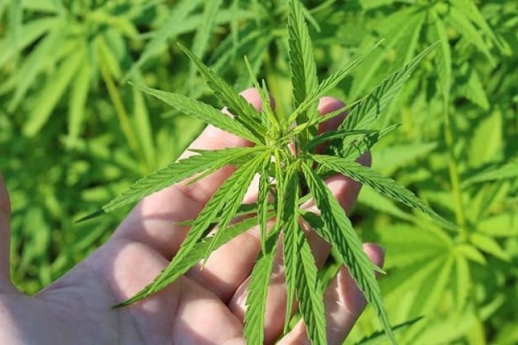 Kenevir katkılı tekstil, kozmetik ve kompozit ürünleri ilgi çekti