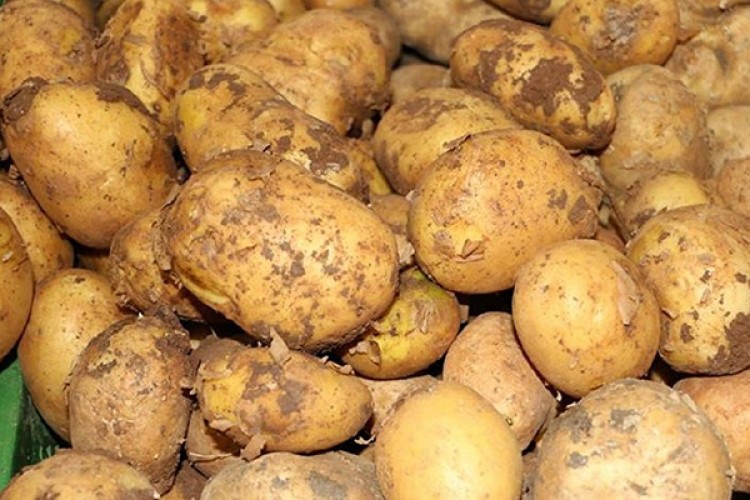 Patates ithalatında vergi kalktı