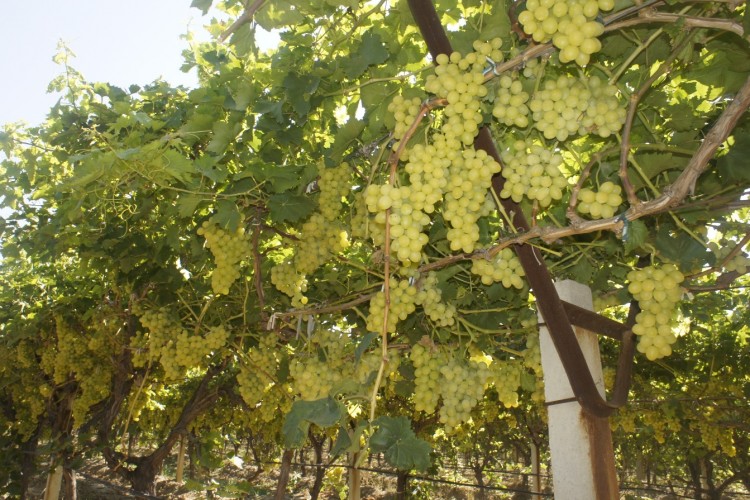 Superior Seedless çeşidi sofralık üzümün ihracat yolculuğu 11 Temmuz'da başladı