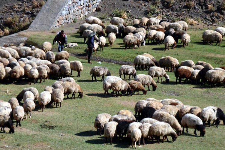 Kredi limitinin artması, hayvan sayısına olumlu yansıyacak