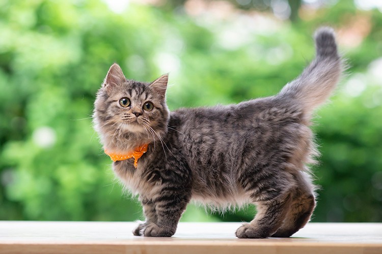 2023'ü kedi yılı ilan etti